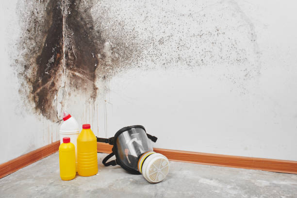 Why You Should Choose Our Mold Remediation Services in Green Valley, CA